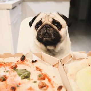 Собака с пиццей