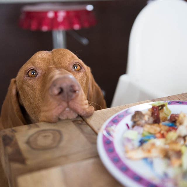 Собака просит еду со стола